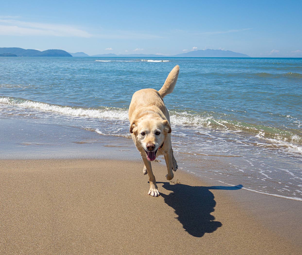 dog-friendly